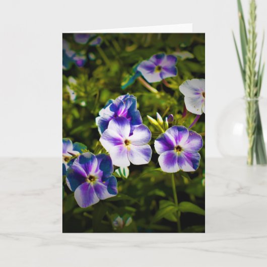 グリーンアース、カード カード (正面)