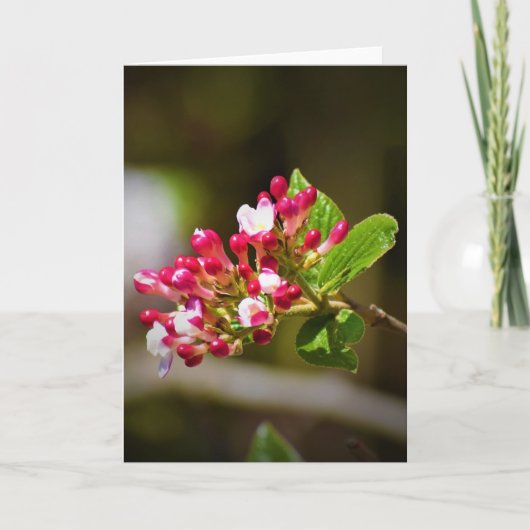 グリーンアース、カード カード (正面)