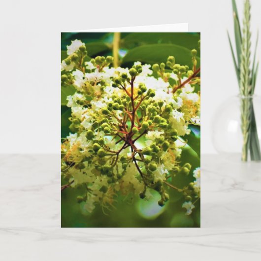 グリーンアース、カード カード (正面)