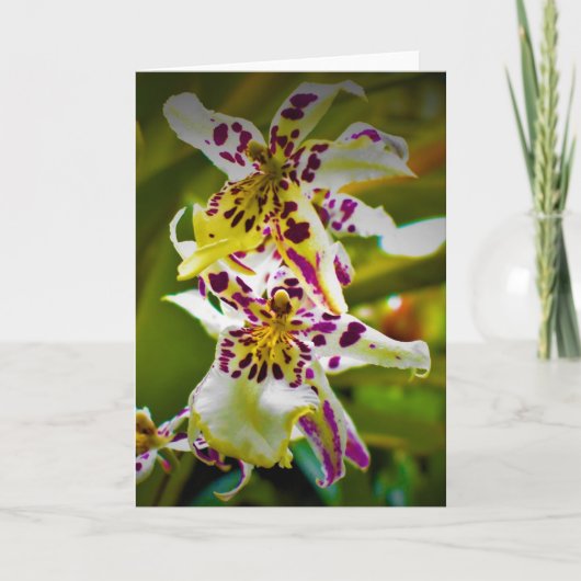 グリーンアース、カード カード (正面)