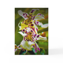 グリーンアース、カード