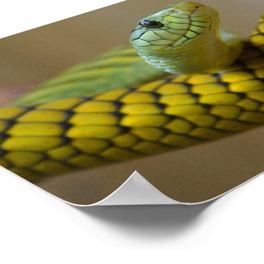 グリーンイエローのスケールされたヘビ爬虫撮影 ポスター (角)