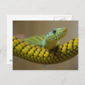 グリーンイエローのスケールされたヘビ爬虫撮影 ポストカード (正面/裏面)