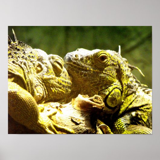 グリーンイグアナが頭から頭へ ポスター (正面)