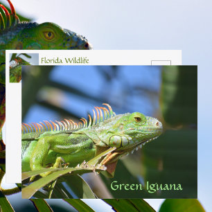 グリーンイグアナ爬虫類野生動物写真 ポストカード