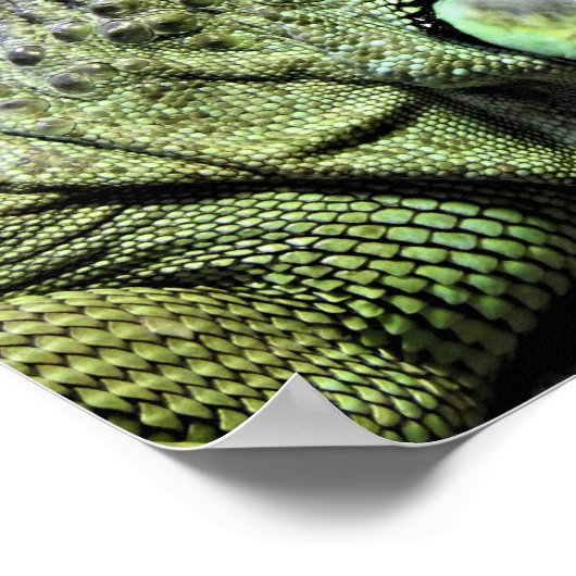 グリーンイグアナ ポスター (角)