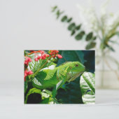 グリーンイグアナ ポストカード (スタンド正面)