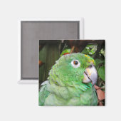 グリーンオウムのクローズアップ マグネット (正面/裏面)