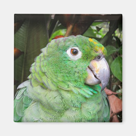 グリーンオウムのクローズアップ マグネット (正面)