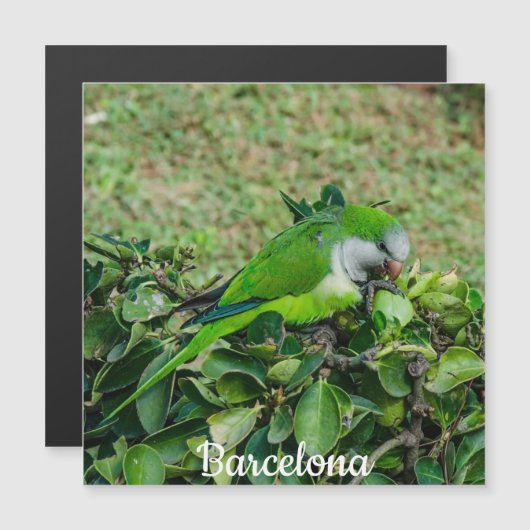 グリーンオウム磁石 (正面/裏面)