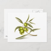 グリーンオリーブ枝 ポストカード (正面/裏面)