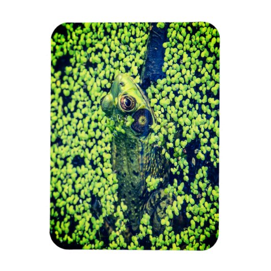 グリーンカエル両生類の池ライフ マグネット (縦)