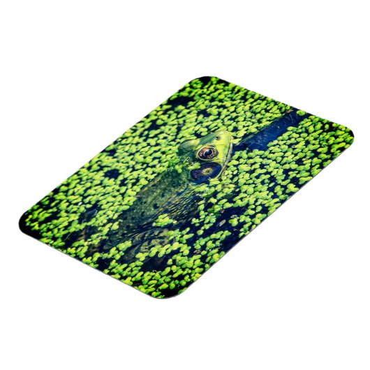 グリーンカエル両生類の池ライフ マグネット (左側)