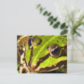 グリーンカエル ポストカード (スタンド正面)