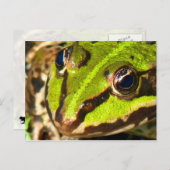 グリーンカエル ポストカード (正面/裏面)