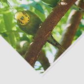 グリーンカラフルブディーズオンザツリーブランチ 薄葉紙 (詳細)