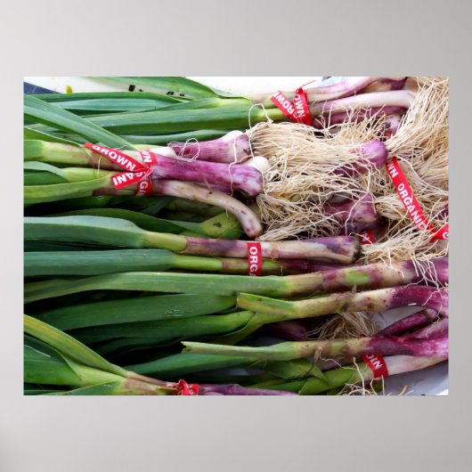 グリーンガーリック ポスター (正面)