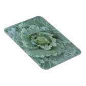 グリーンキャベツ葉、上からの マグネット (右側)