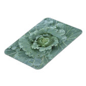 グリーンキャベツ葉、上からの マグネット (左側)