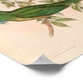 グリーンキングフィッシャーバードナイチオルニスアテルトニ ポスター (角)