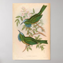 グリーンキングフィッシャーバードナイチオルニスアテルトニ