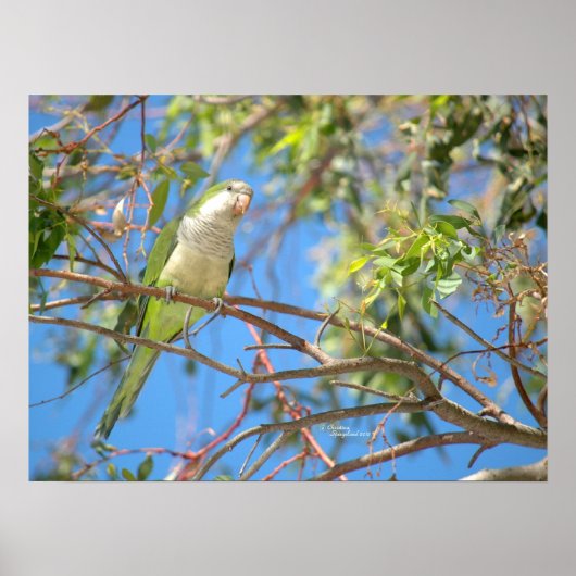 グリーンクエーカーのペロットポスター ポスター (正面)