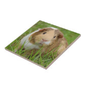 グリーングラスにかわいいトリコラーモルモット タイル (側面)