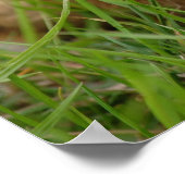 グリーングラスにかわいいトリコラーモルモット ポスター (角)