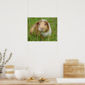 グリーングラスにかわいいトリコラーモルモット ポスター (キッチン)