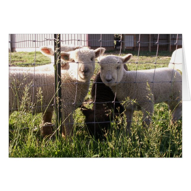 グリーングラス？ (正面横)