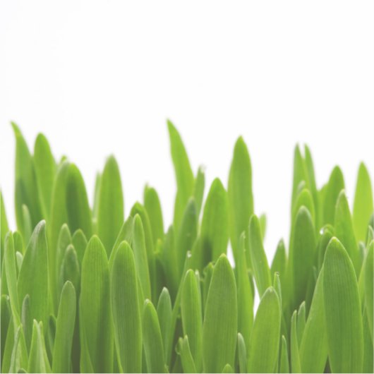 グリーングラス シール (正面)