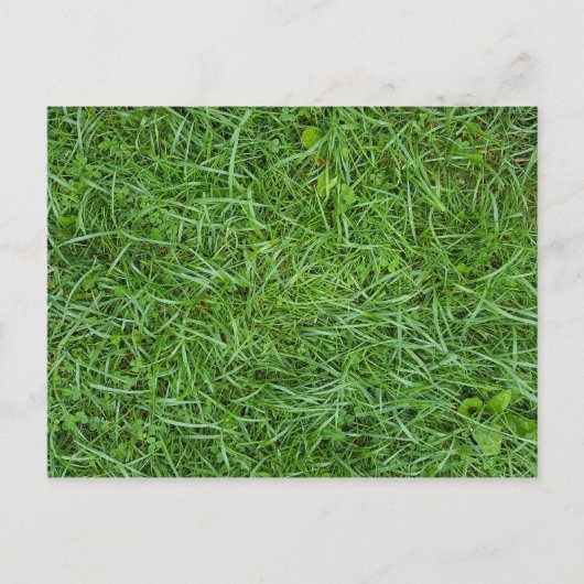 グリーングラス ポストカード (正面)