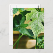 グリーングレープリーフ ポストカード (正面/裏面)