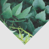 グリーングレープ葉 薄葉紙 (詳細)