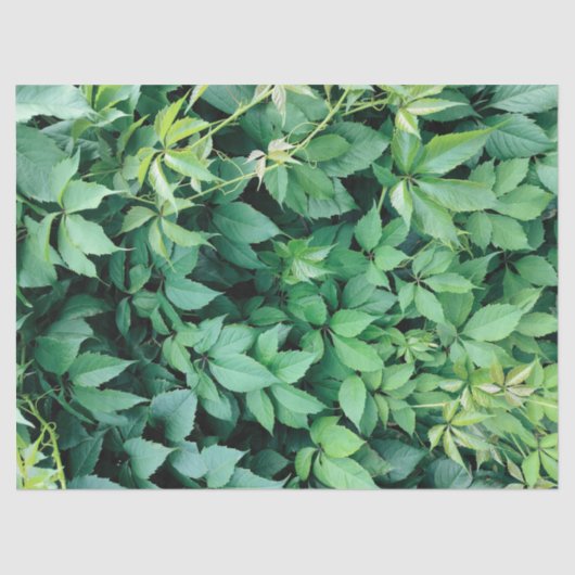 グリーングレープ葉 薄葉紙 (正面)