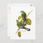 グリーンコホア ポストカード (正面/裏面)