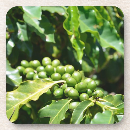 グリーンコーヒーベリーコルクコースター コースター (正面)