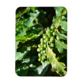 グリーンコーヒーベリー磁石 マグネット (縦)