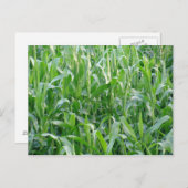 グリーンコーンフィールド – はがき (正面/裏面)