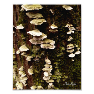 グリーンシェルフ フォトプリント           