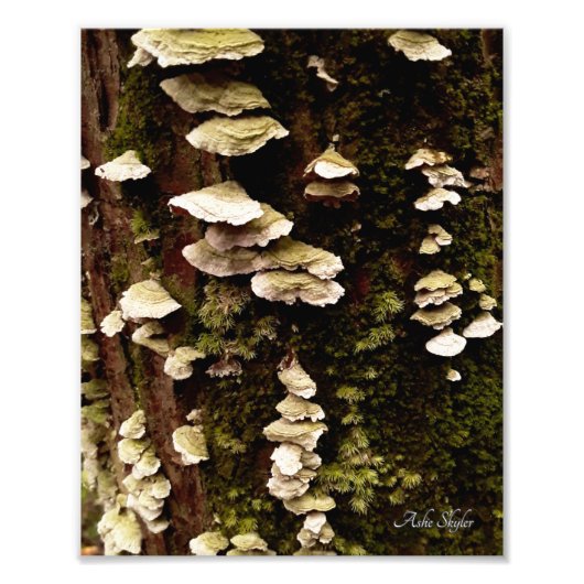 グリーンシェルフ フォトプリント            (正面)