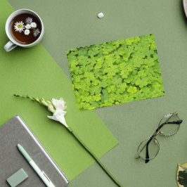 グリーンシャムロックスフローラセントパトリックの日 カード