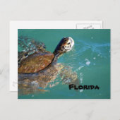 グリーンシーカメ（フロリダ州） ポストカード (正面/裏面)