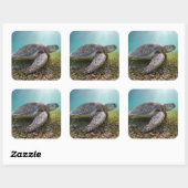 グリーンシータートルアットデュスク |アクマル湾 スクエアシール (シート)