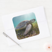 グリーンシータートルアットデュスク |アクマル湾 スクエアシール (封筒)