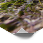 グリーンシータートルアットデュスク |アクマル湾 ポスター (角)