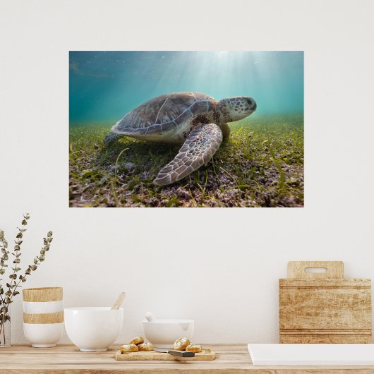 グリーンシータートルアットデュスク |アクマル湾 ポスター (キッチン)