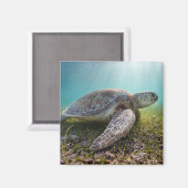 グリーンシータートルアットデュスク |アクマル湾 マグネット (正面/裏面)