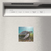 グリーンシータートルアットデュスク |アクマル湾 マグネット (インサイチュ (食洗機))