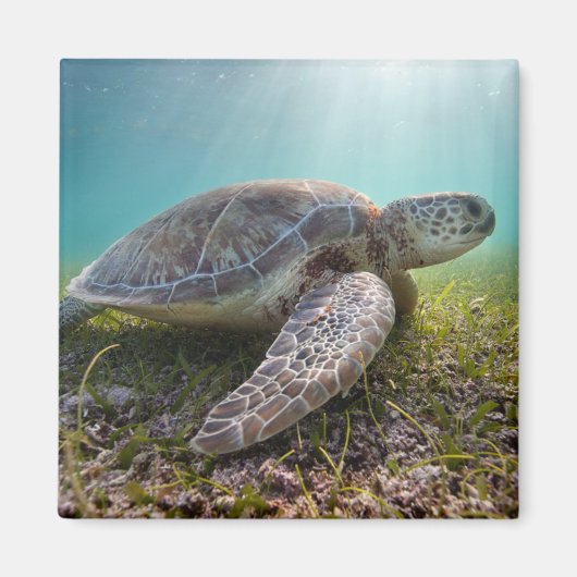 グリーンシータートルアットデュスク |アクマル湾 マグネット (正面)